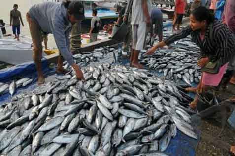  BALITBANG KP Riset Budidaya Ikan Tuna Sirip Kuning